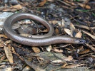 Slow worm