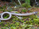 Slow worm