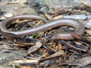 Slow worm