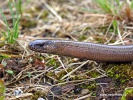 Slow worm