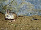Small Five-toed Jerboa