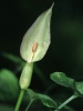 Snakeshead, Adder's root, Arum,