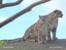 Snow leopard