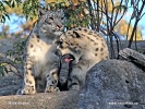 Snow leopard