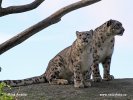 Snow Leopard