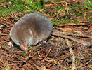 Sorex araneus