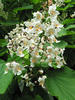 Southern catalpa, Cigartree, Indian-bean-tree