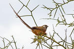 Speckled mousebird