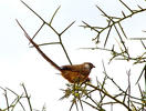 Speckled mousebird