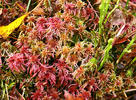 Sphagnum Moss