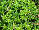 Sphagnum Moss