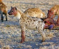 Spotted hyena