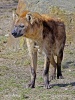 Spotted hyena