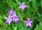 Spreading bellflower