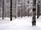 Spruce cultural forest, winter