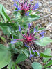 Squarrose Knapweed