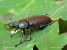 Stag beetle