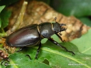 Stag beetle