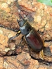 Stag beetle