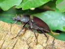 Stag beetle