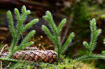 Stag's-horn clubmoss, Running clubmoss, Ground pine