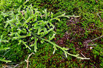 Stag's-horn clubmoss, Running clubmoss, Ground pine