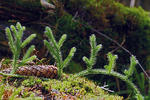 Stag's-horn clubmoss, Running clubmoss, Ground pine