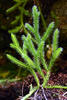 Stag's-horn clubmoss, Running clubmoss, Ground pine