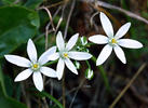 Star of Bethlehem