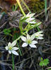 Star of Bethlehem