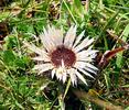 Stemless carline thistle, Dwarf carline thistle, Silver thistle