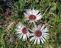 Stemless carline thistle, Dwarf carline thistle, Silver thistle