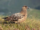 Stercorarius skua