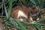 Stoat, Ermine