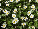 Stream water crowfoot