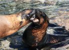 Südafrikanischer Seebär