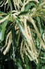 Sweet chestnut