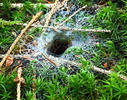 Tangled nest spider, Night spider, Hacklemesh weaver