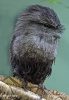 Tawny Frogmouth