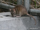 Tikus mondok