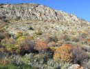 Tree spurge