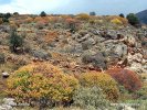 Tree spurge