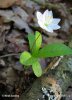 Trientalis europaea