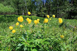 Trollius europaeus