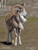 Turkmenian sheep, Afghan Urial