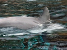 Tursiops truncatus