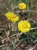 Tussilago farfara