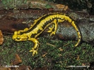 Ugninė salamandra