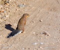 Unstriped Ground Squirrel