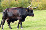 Vaca toro